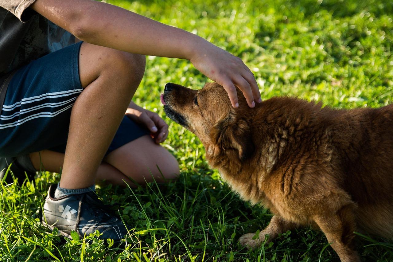 Beijing Pet Owners Share Essential Dog Registration and Leash Law Tips